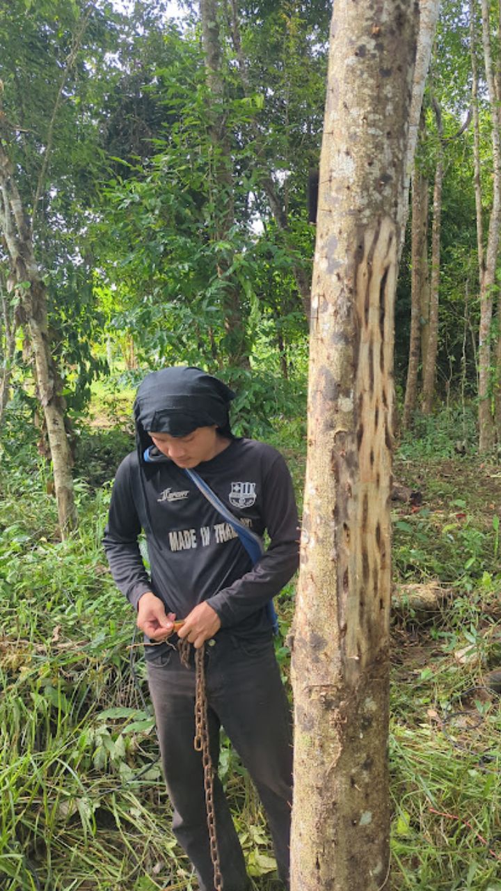 Aseel Thai Oud - Oils and Chips -1