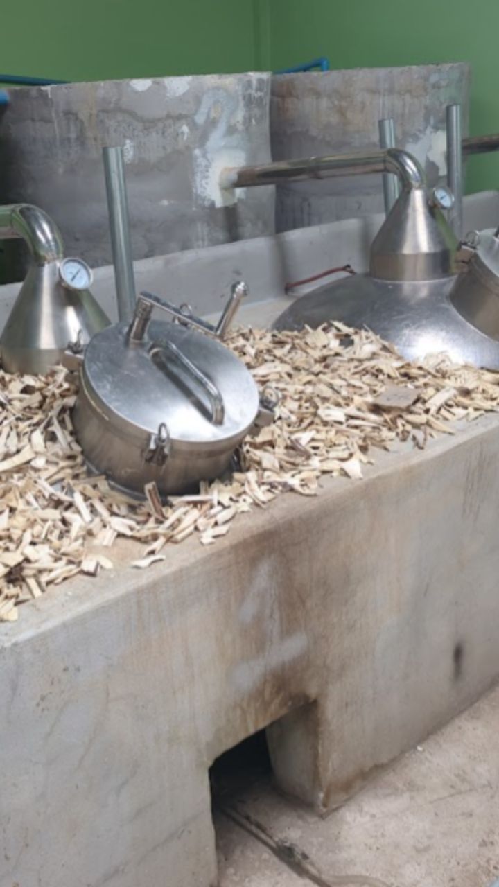 Aseel Thai Oud - Oils and Chips -2