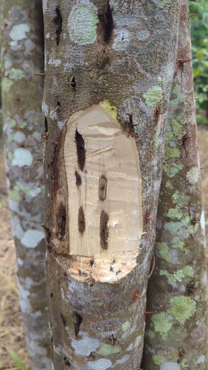 Aseel Thai Oud - Oils and Chips -6