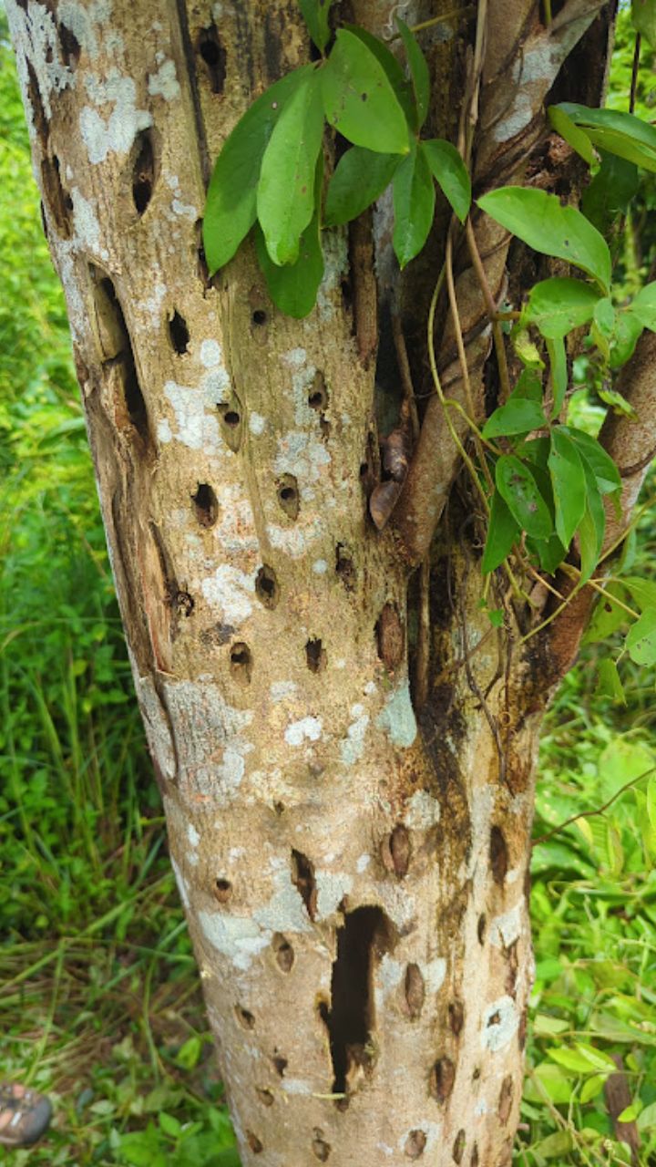 Aseel Thai Oud - Oils and Chips -7